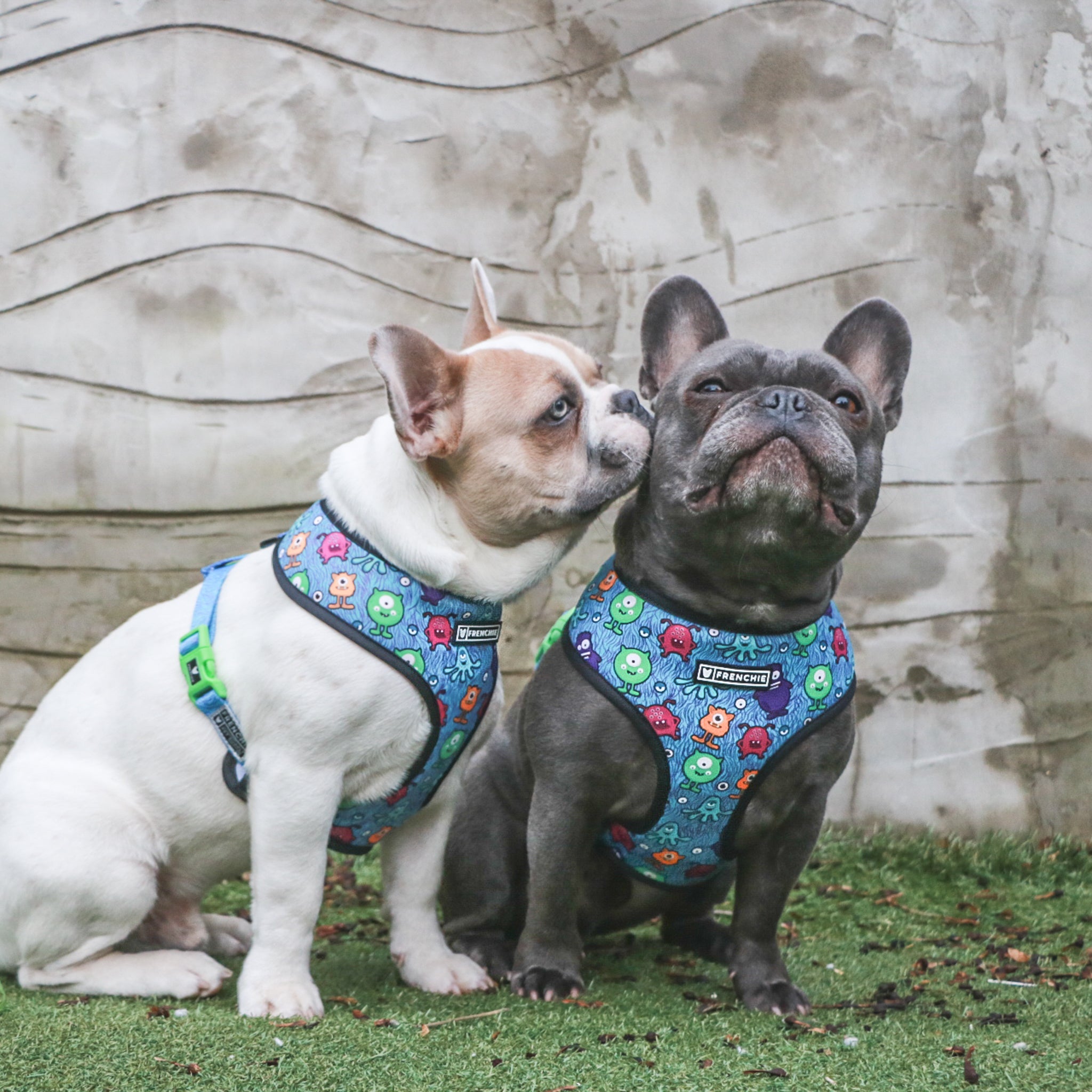 Frenchie Duo Reversible Harness 