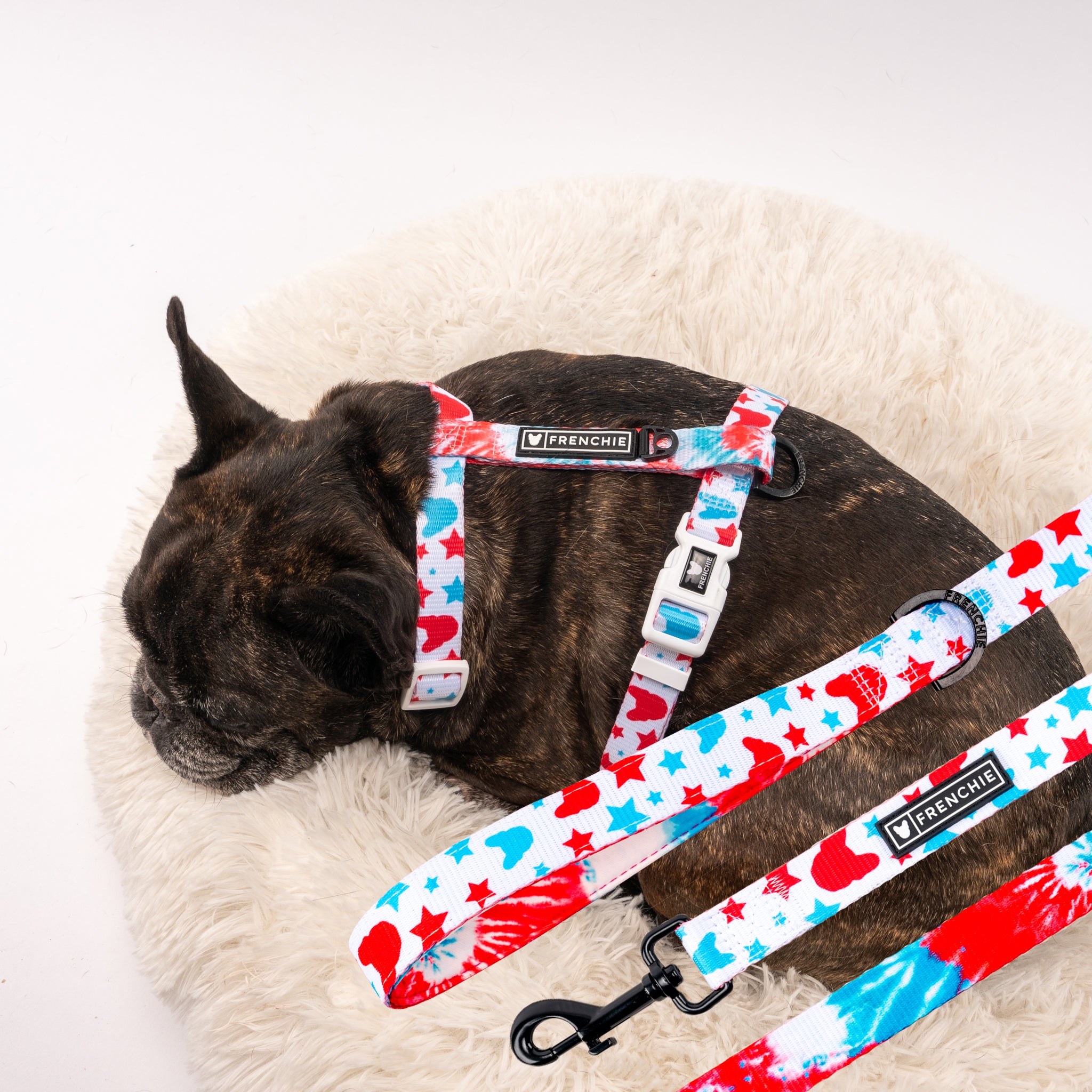 matching harness and leash