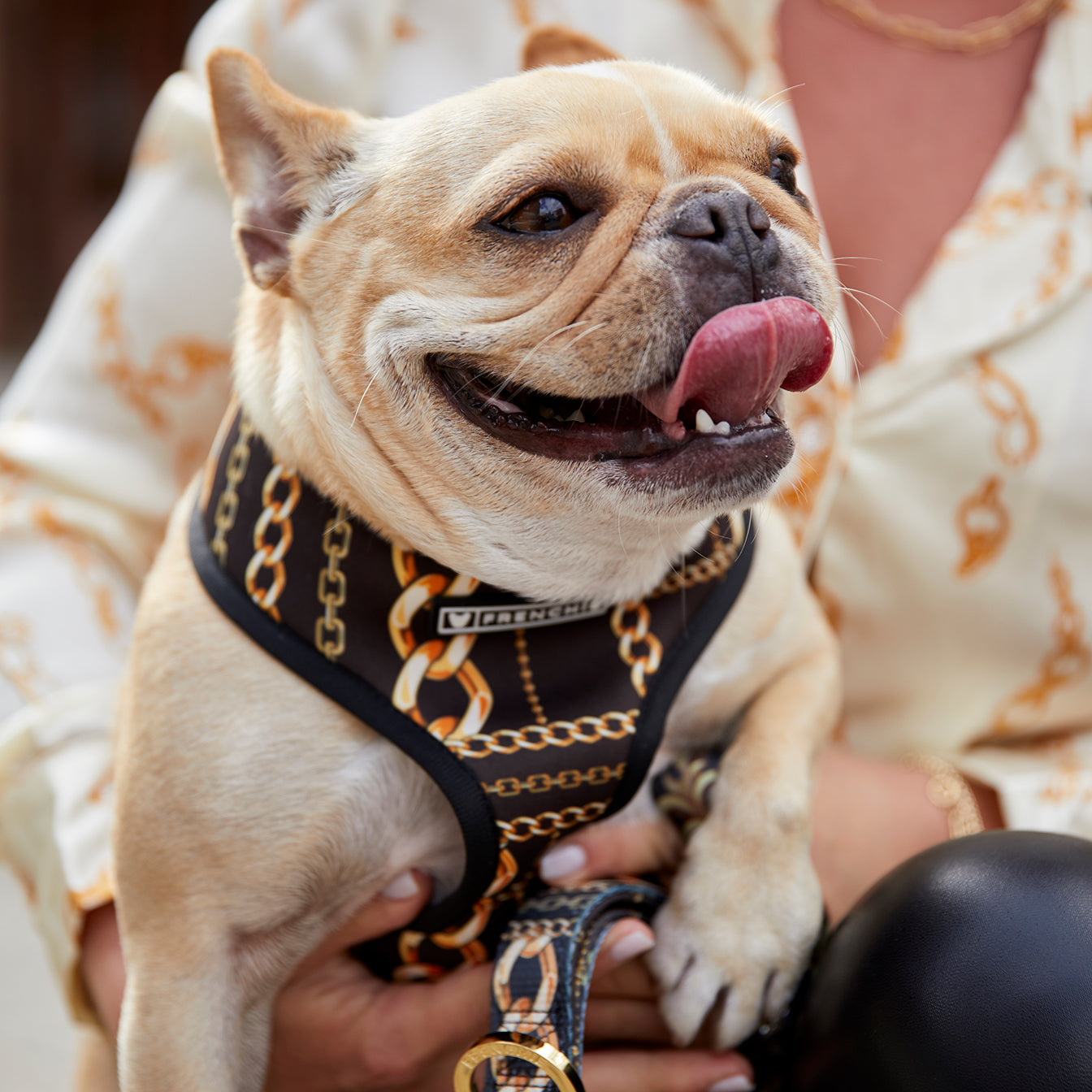 frenchie collars and leashes