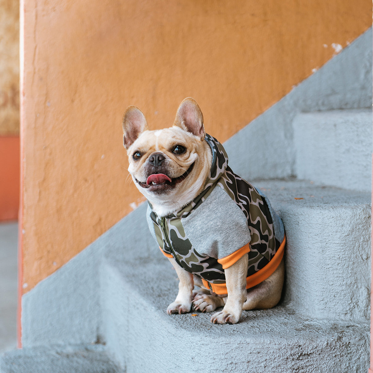 frenchie dog hoodie