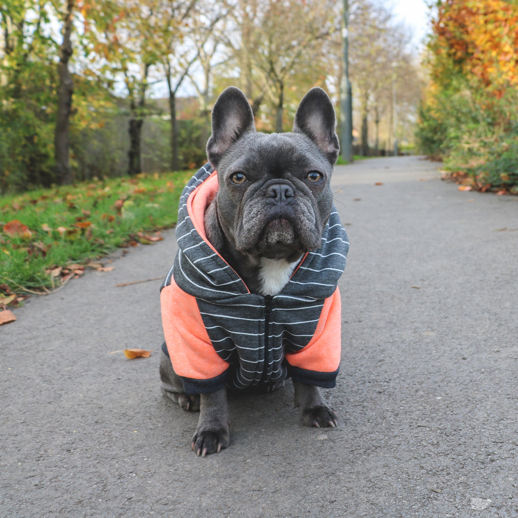 frenchie dog hoodie