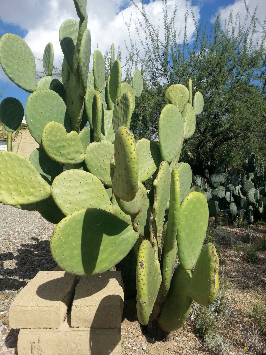 Prickly Pear Cactus Pads for Sale | Looking Sharp Cactus