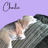 Charlie (1).jpg__PID:b2ecc123-f9a5-482c-83cd-e81b06e43d30