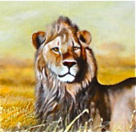 Lion | Daniel Njoroge