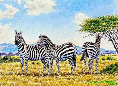 Joseph Thiongo  |  Zebras  |  Print