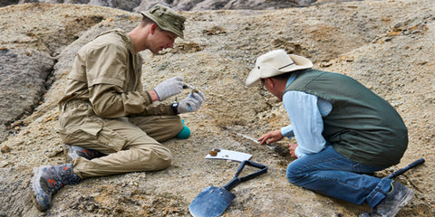 Search for dinosaur bones to add to museums or unique tungsten wedding bands for men
