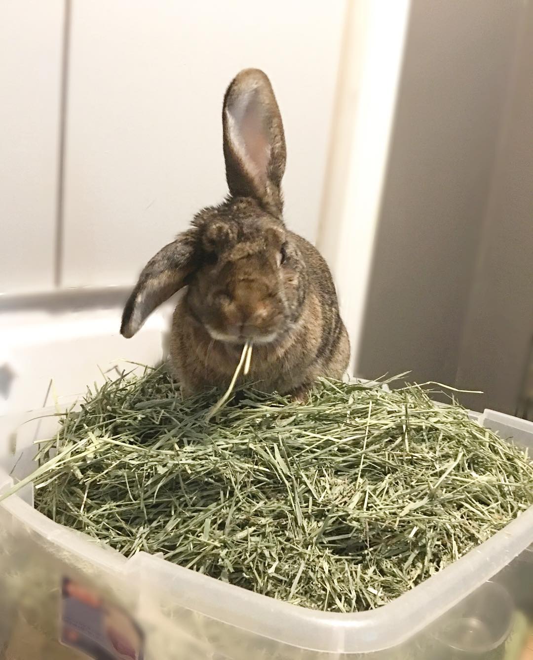 Hay Box Rabbit Timothy Hay 2.515kg Boxes