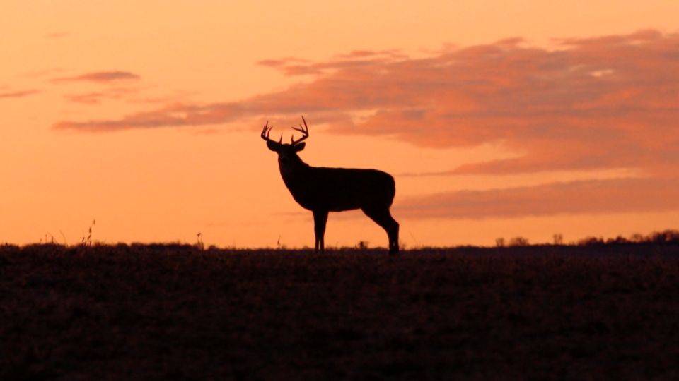 Deer-In-The-Pink-Sunset-Ranger-Ready-Repellents