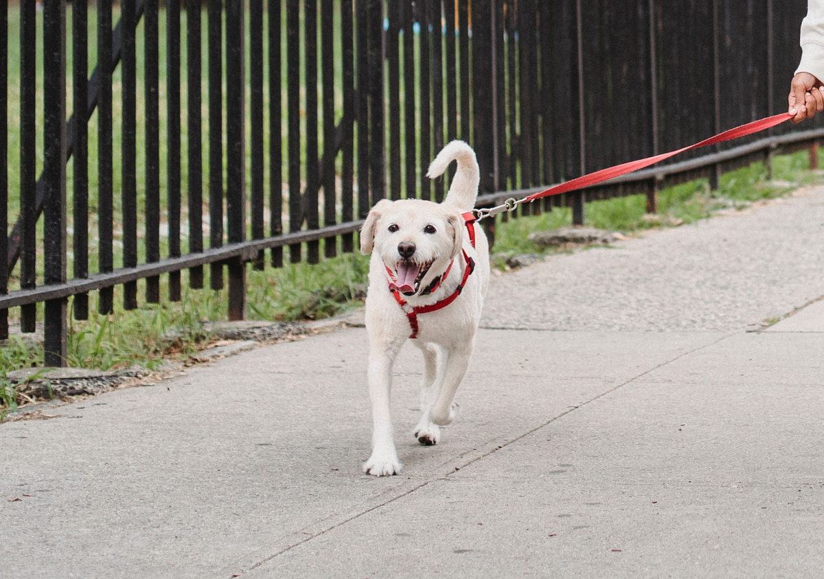 Can You Fix a Broken Retractable Dog Leash? If So, How? | Pet & Cuddle