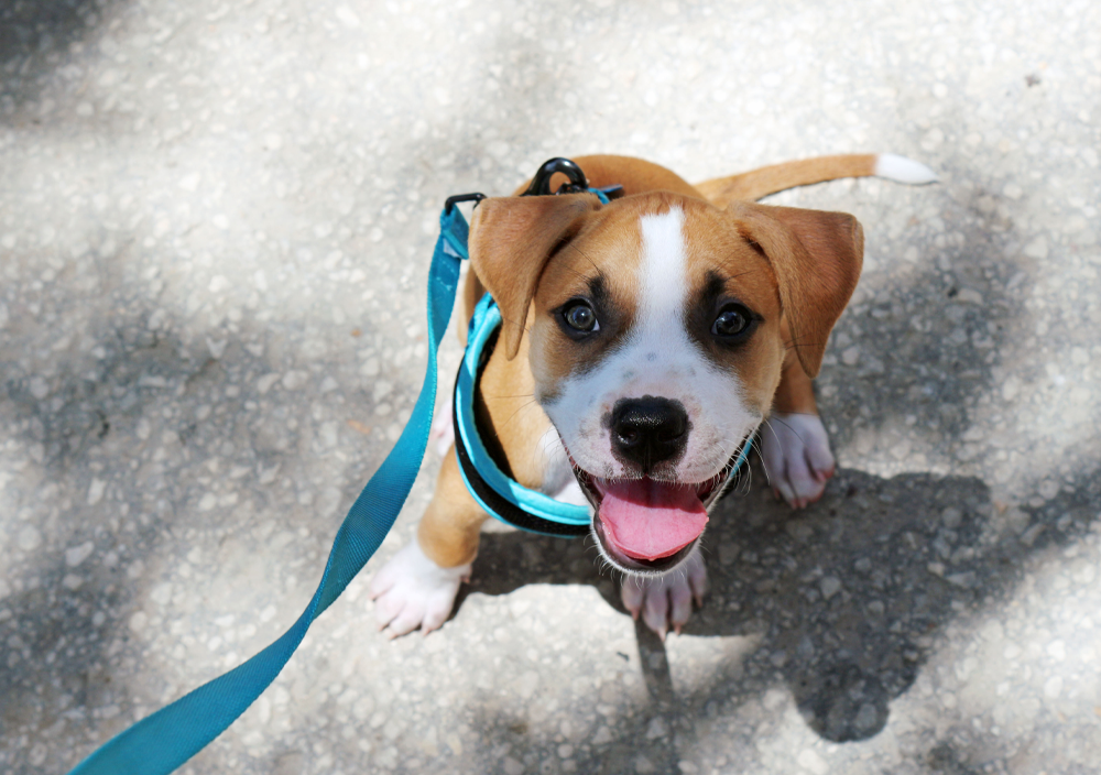 are retractable leashes good for puppies