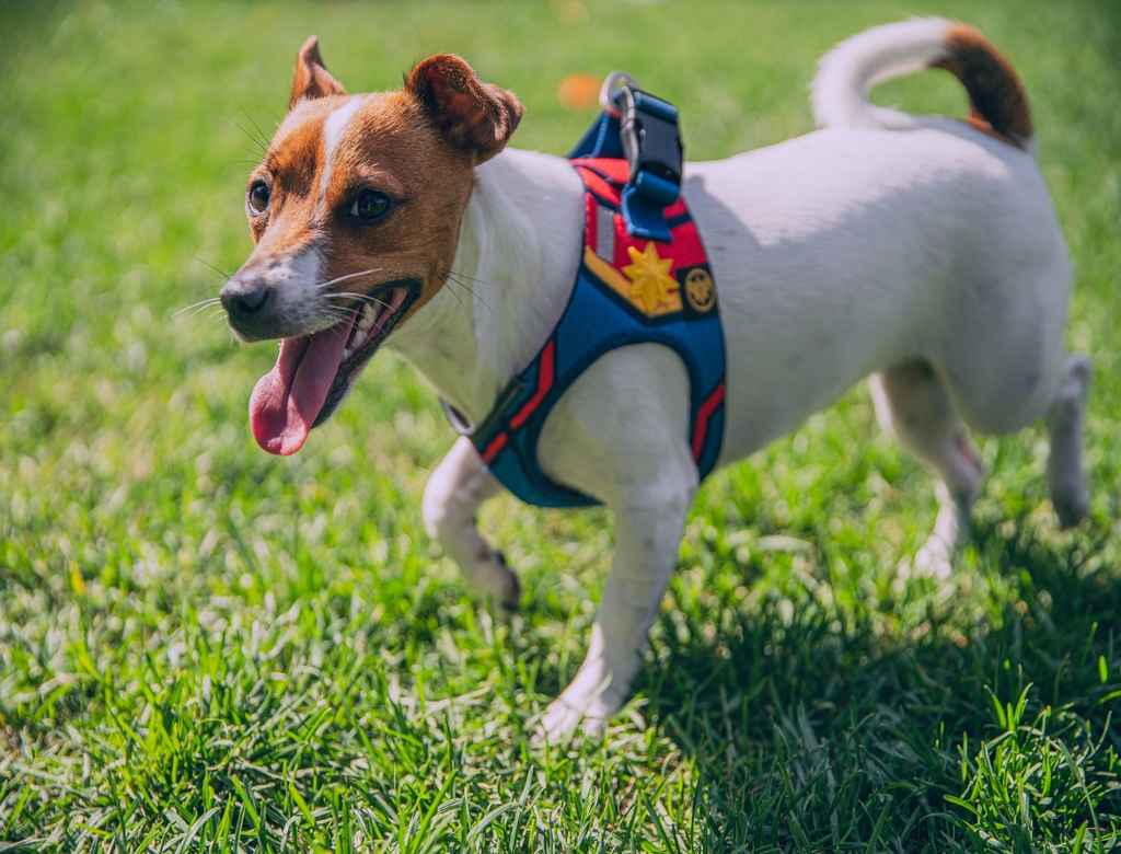 are leather harness good for dogs