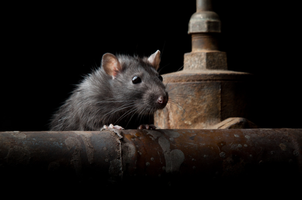 A rat underground on a pipe 