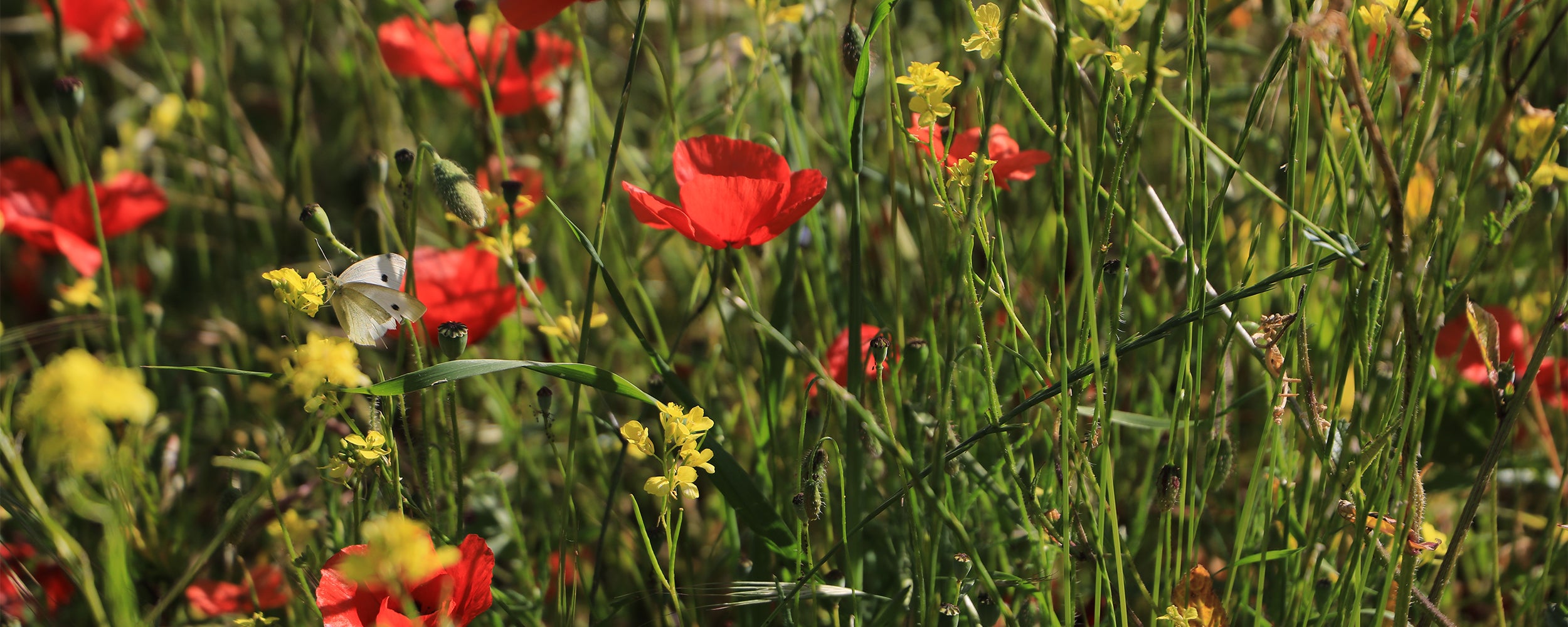 biodiversité