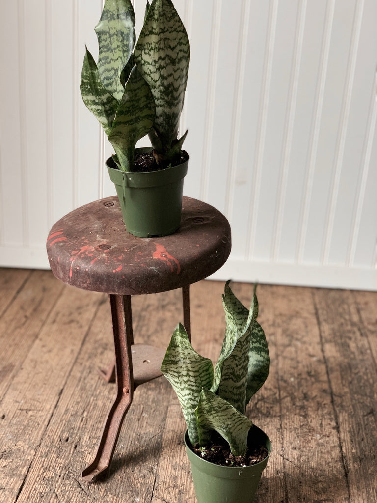 Apotheca Flowers Plants Tabletop Snake Plant Apothecaflowers