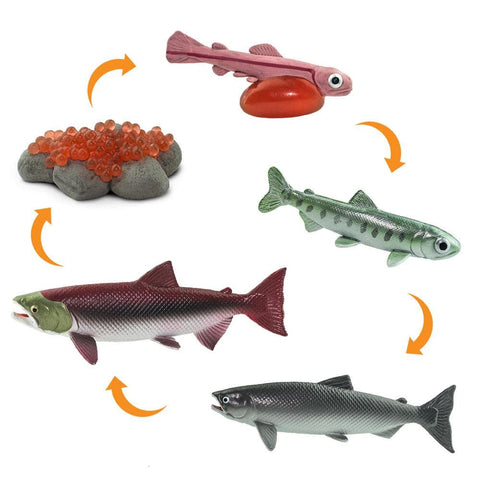 Safari Ltd Life Cycle of a Salmon Figure Set showing Eggs, Alevin (baby), Parr (young), Oceanic Salmon, and Spawning Salmon