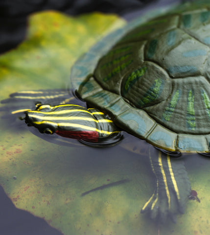 Anatomically Correct Animal Toys - turtle