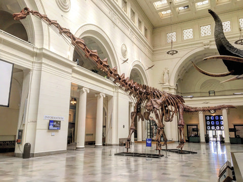 Patagotitan at the Field Museum