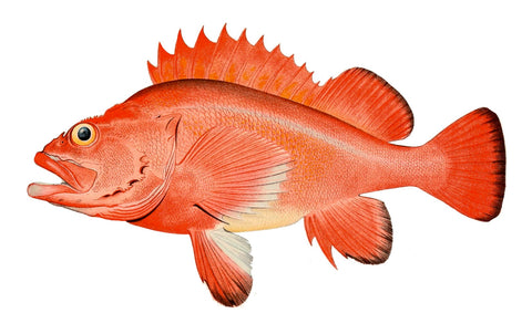 longest living animals - rougheye rockfish