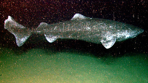 longest living animals - greenland shark