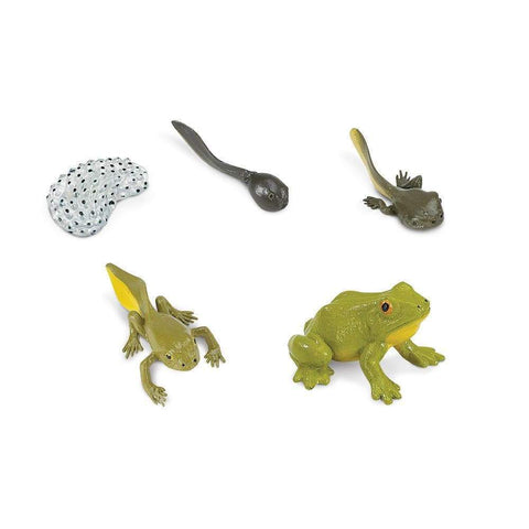 Safari Ltd Life Cycle of a Frog Figure Set showing Eggs, Tadpole, Tadpole without Gills, Tadpole with Legs, and Adult Frog figures