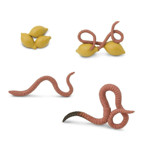 Safari Ltd Life Cycle Stages of an Earthworm Figure Set - Eggs, Hatching Worms, Juvenile Worm, and Adult Earthworm