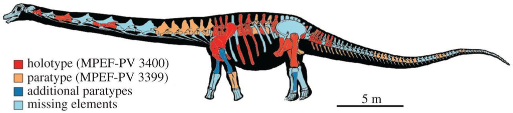 Known Skeletal Elements of Patagotitan