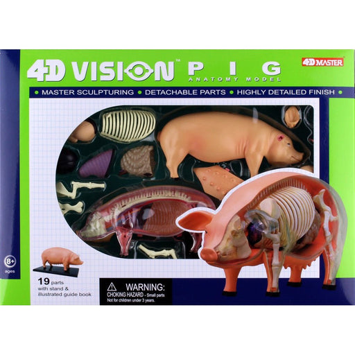 4D Vision Crocodile Anatomy Model | | Safari Ltd®