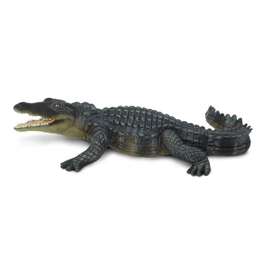  Black Double Sided Genuine Real Crocodile Alligator