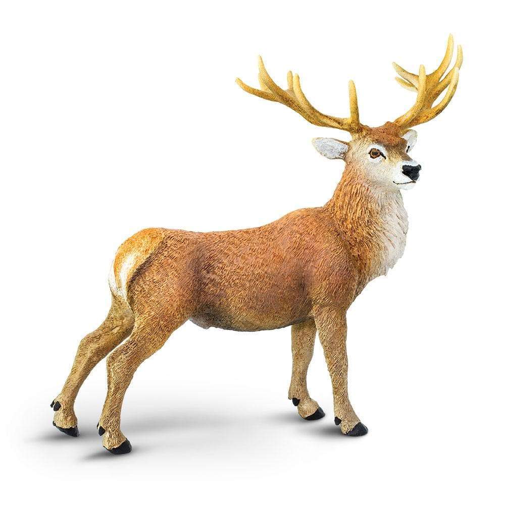 stag deer