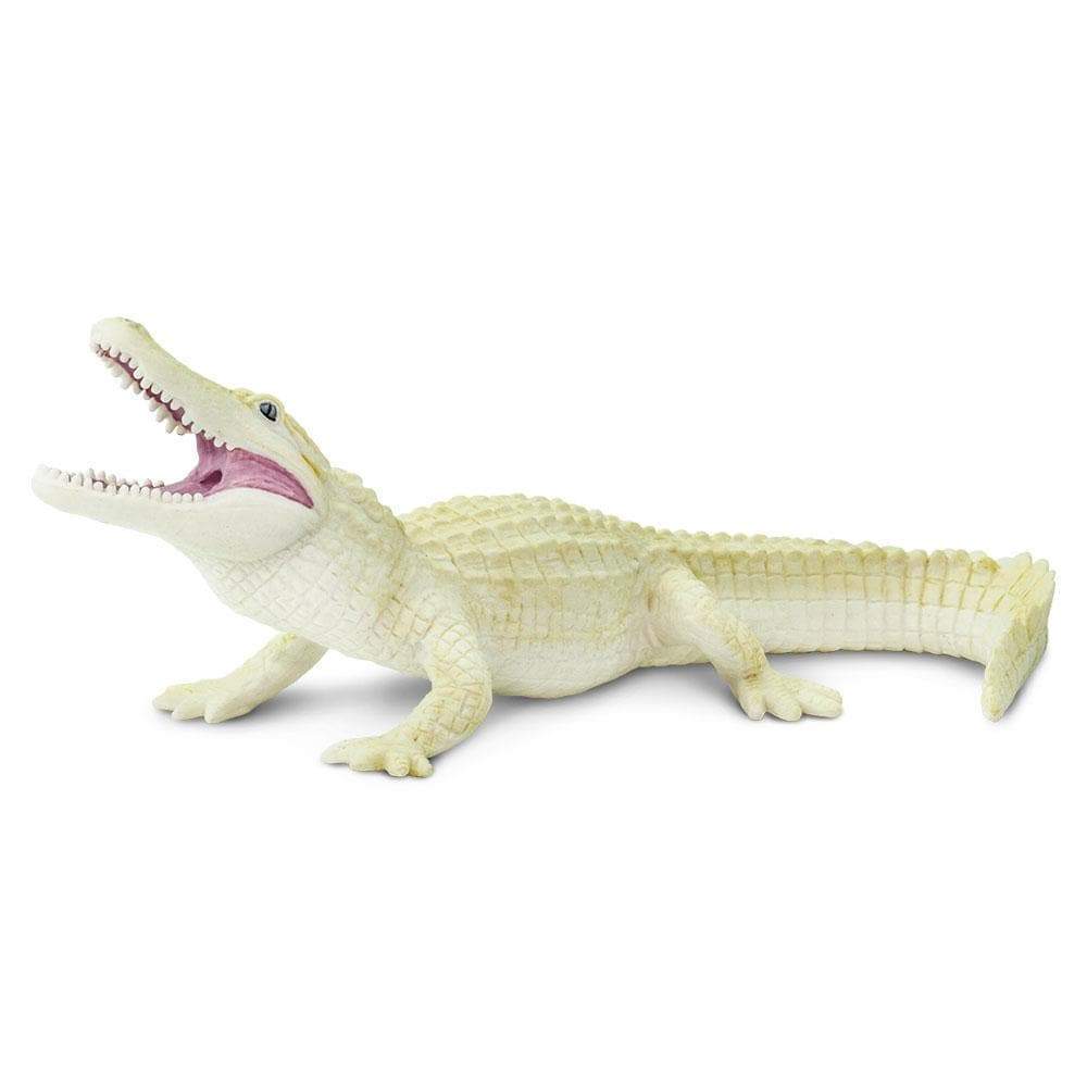 baby albino alligator for sale