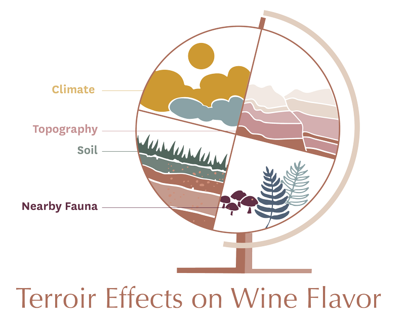 Terroir Effects on Wine Flavor