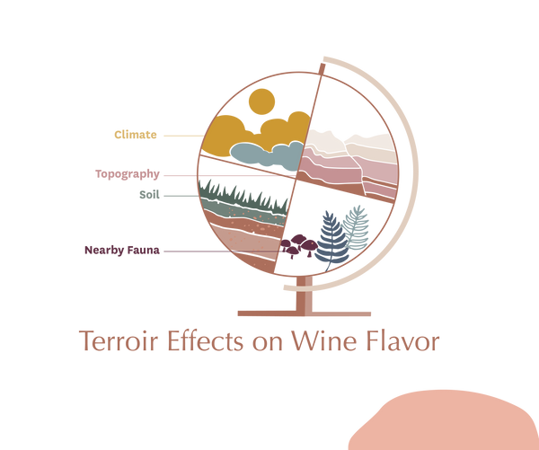 Terroir on Wine Flavor | 10 Things to Know About Wine
