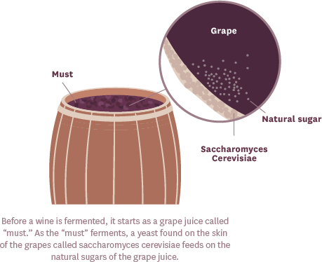 Before a wine is fermented, it starts as a grape juice called "must." A the "must" ferments, a yeast found on the skin of the grapes called saccharomyces cerevisiae feeds on the natural sugars of the grape juice