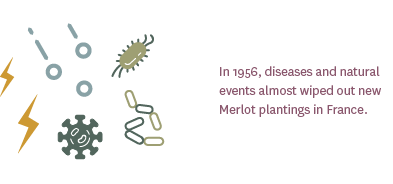 In 1956, diseases and natural events almost wiped out new Merlot plantings in France