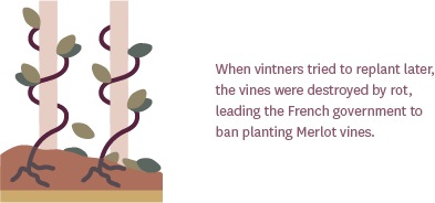 When vintners tried to replant later, the vines were destroyed by rot, leading the French government to ban planting Merlot vines