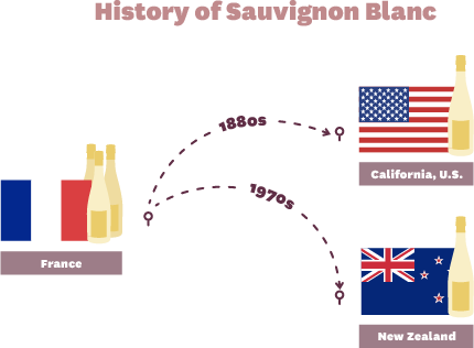 History of Sauvignon Blanc