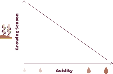 What is Acid in Wine?