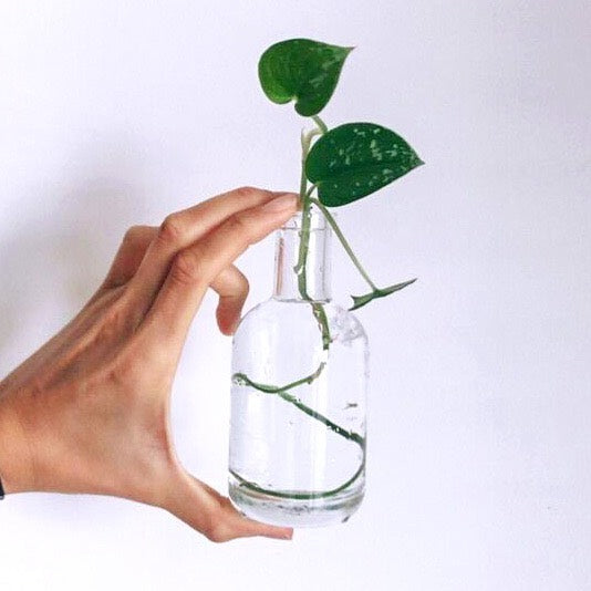 Wine Bottle Upcycle - Plant Propagation