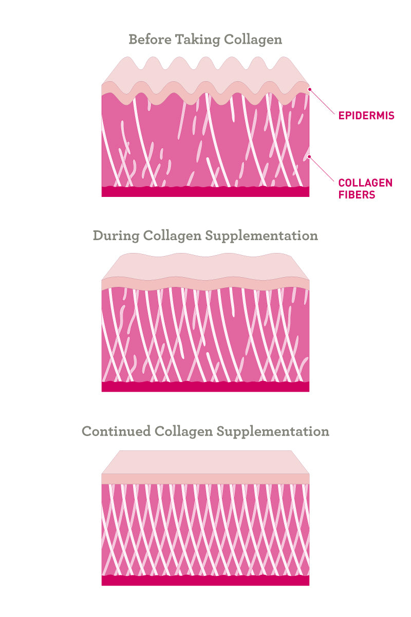 collagen infographic showing skin cell support with collagen supplementation