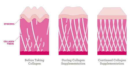 collagen infographic showing skin cell support with collagen supplementation