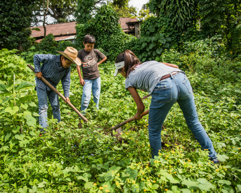 REFORESTACIÓN EN GUATEMALA