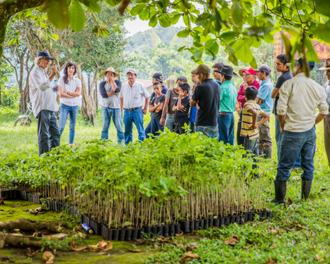 REFORESTACIÓN EN GUATEMALA