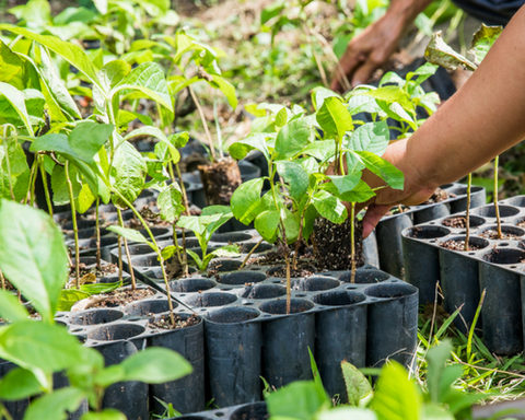 REFORESTACIÓN EN GUATEMALA