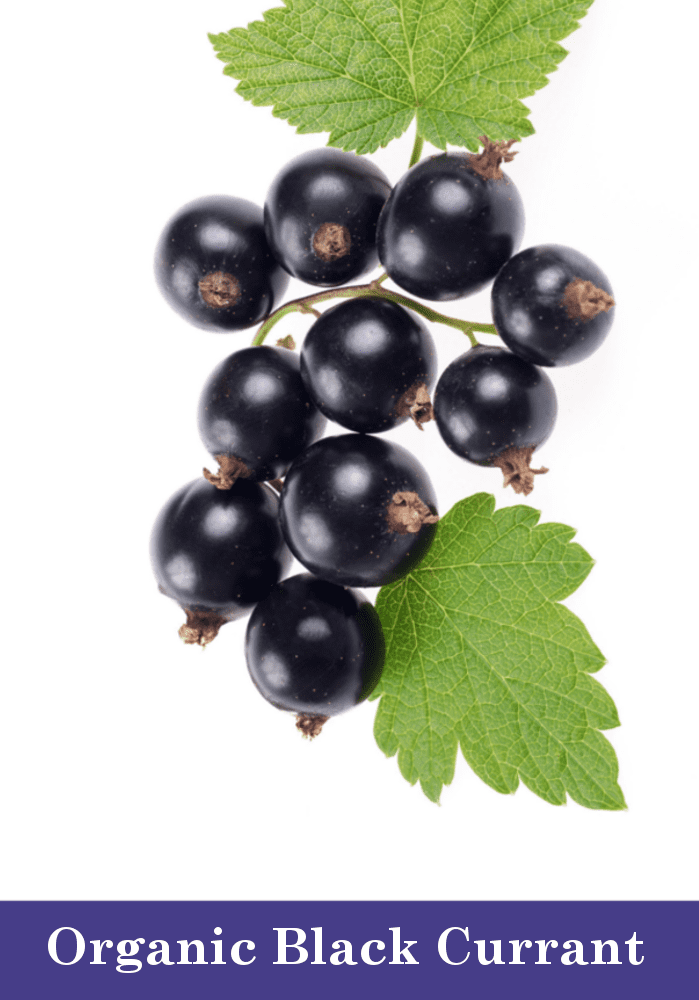 black currant