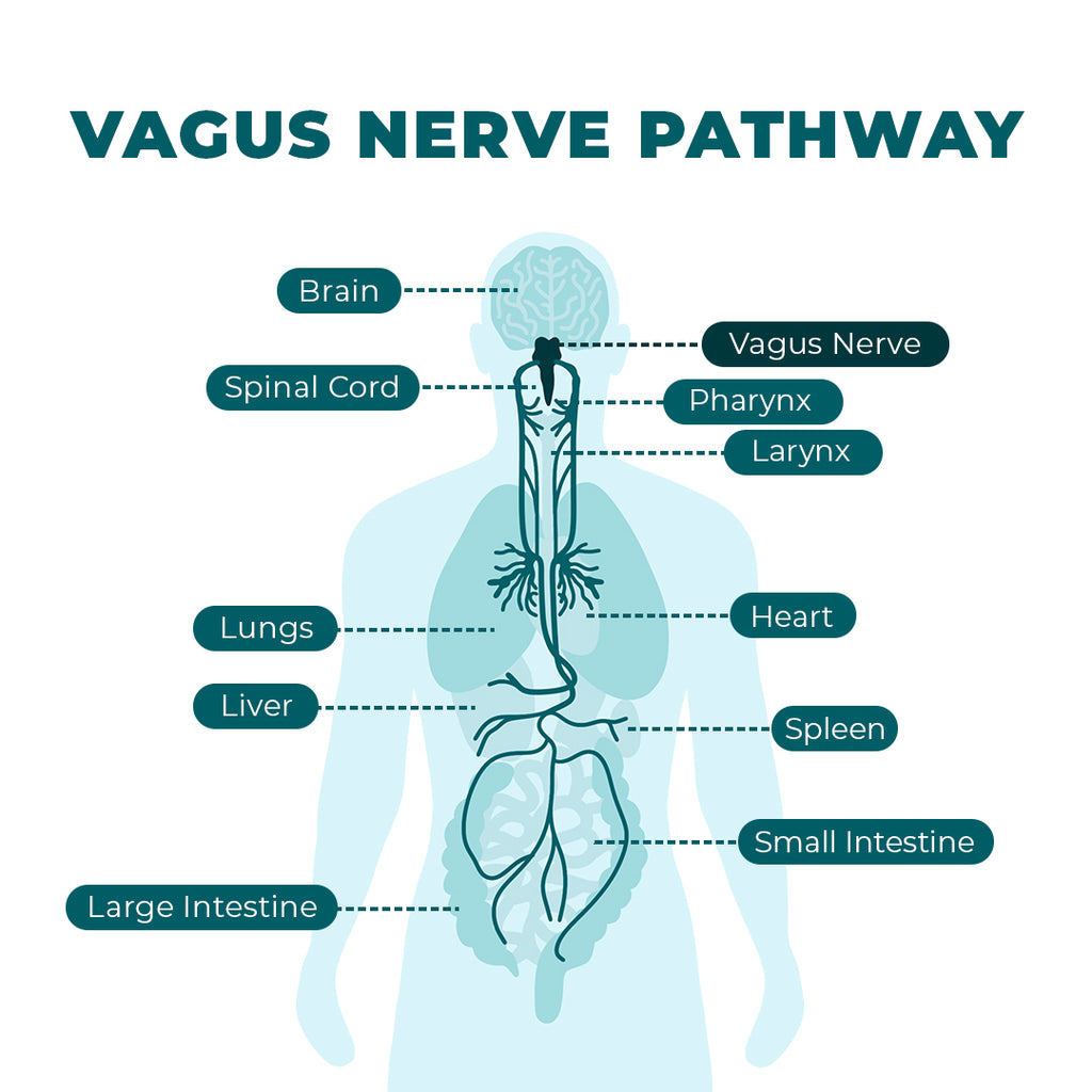 Pathway of the Vagus Nerve