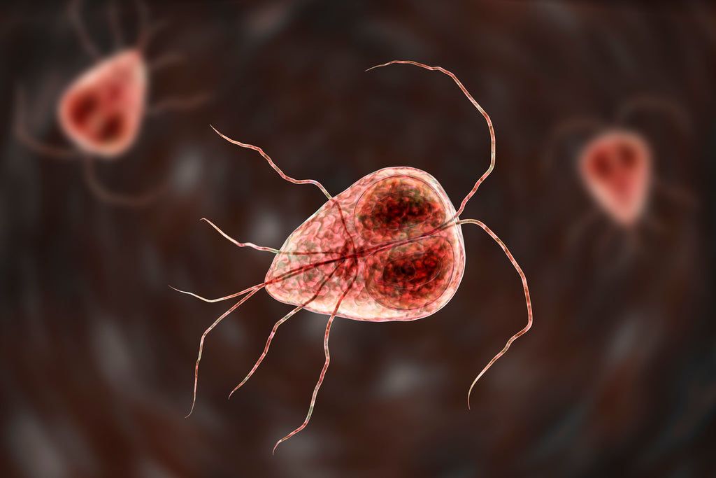 Parasites: Types, Symptoms, Tests, and Treatment - CellCore Biosciences