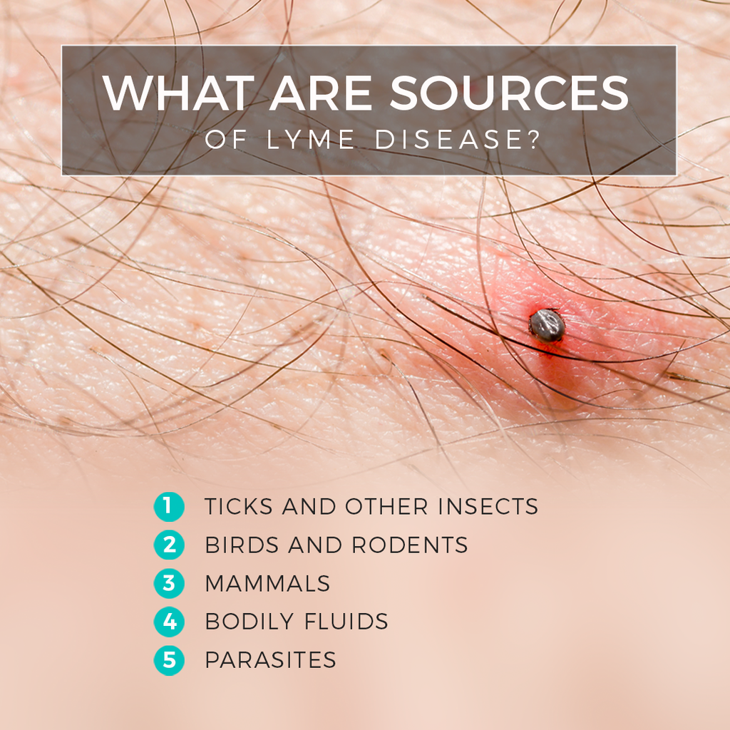 What are the sources of lyme?