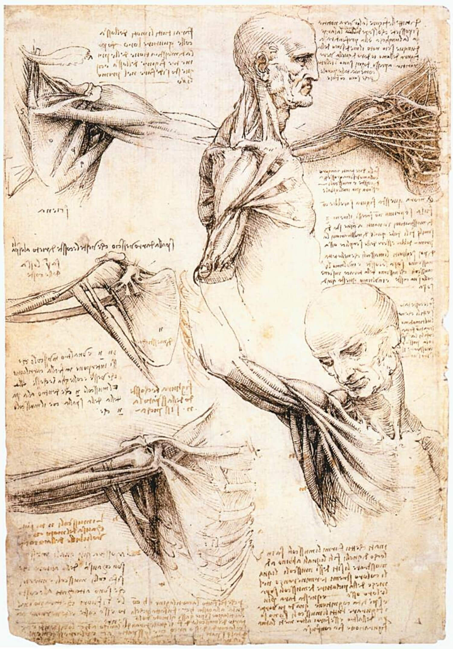 Da Vinci anatomical drawings - Famous Portraits - ZenART