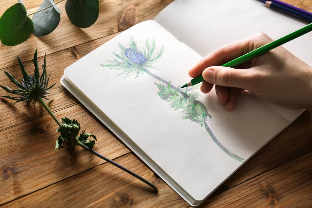 Sketchbook ideas: how to find inspiration for art - nature 
