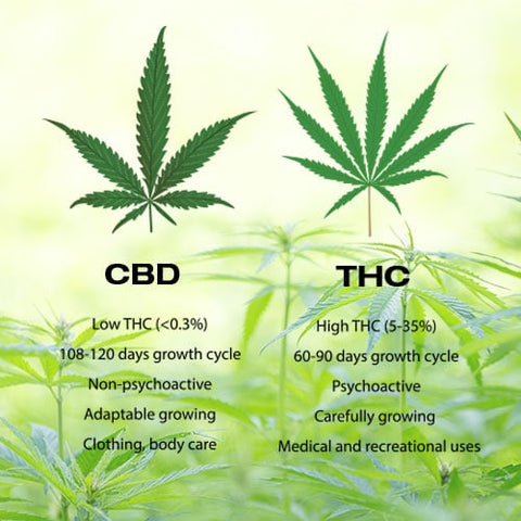 CBD vs. THC: Key Differences